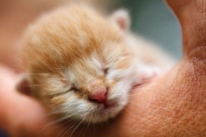 Kitten in hand